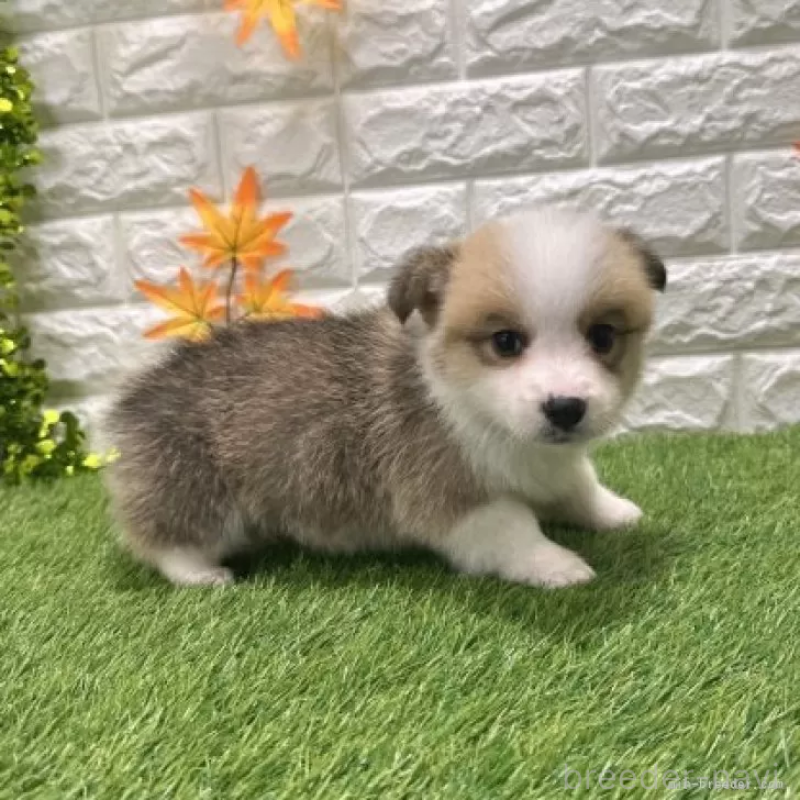 販売中の愛知県のウェルシュコーギーペンブローク-426390の5枚目