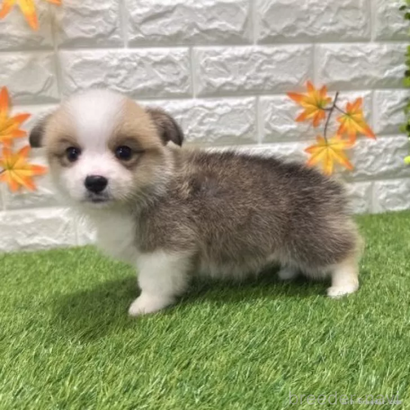 販売中の愛知県のウェルシュコーギーペンブローク-426390の4枚目