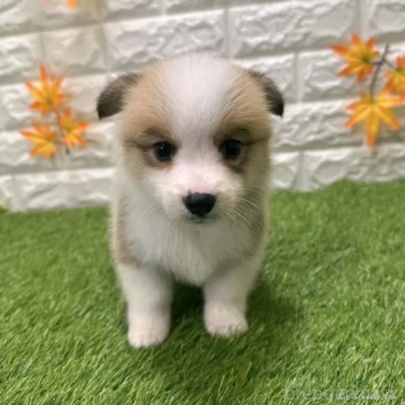 販売中の愛知県のウェルシュコーギーペンブローク-426390の3枚目