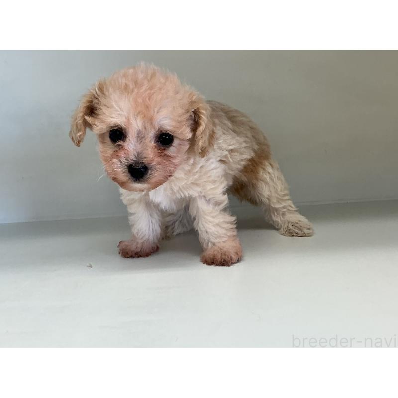 販売中の山形県のチワプー:チワワ×トイプードル-423300の7枚目