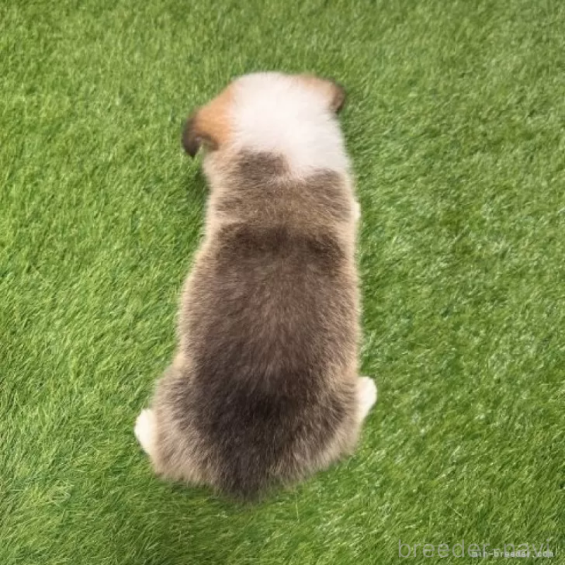 販売中の愛知県のウェルシュコーギーペンブローク-426390の2枚目