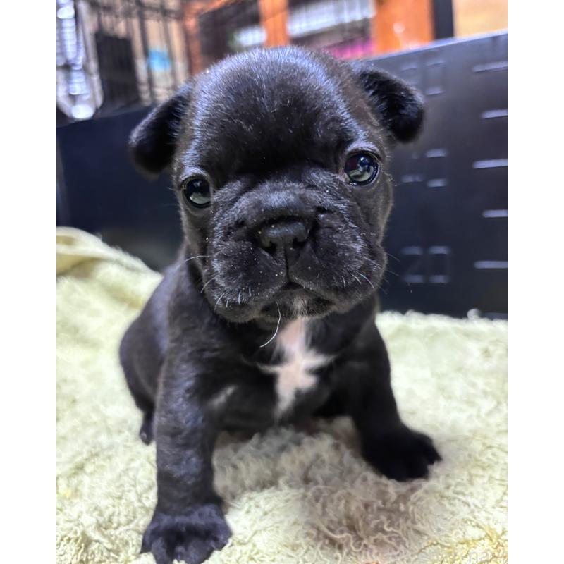 販売中の三重県のフレンチブルドッグ-426392