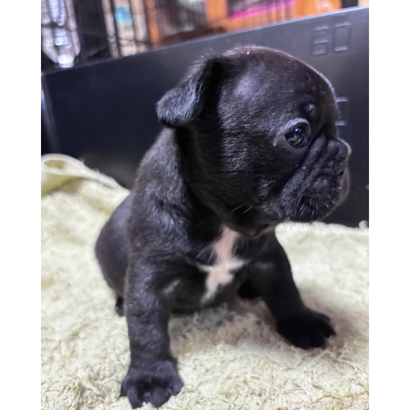 販売中の三重県のフレンチブルドッグ-426392の4枚目