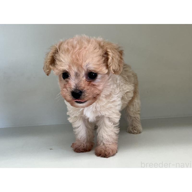 販売中の山形県のチワプー:チワワ×トイプードル-423300の6枚目