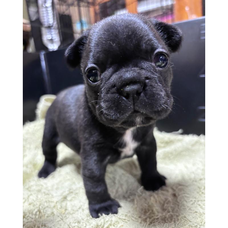 販売中の三重県のフレンチブルドッグ-426392の3枚目