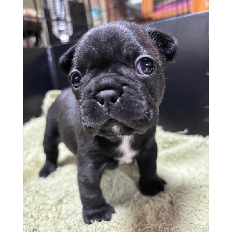 販売中の三重県のフレンチブルドッグ-426392の2枚目