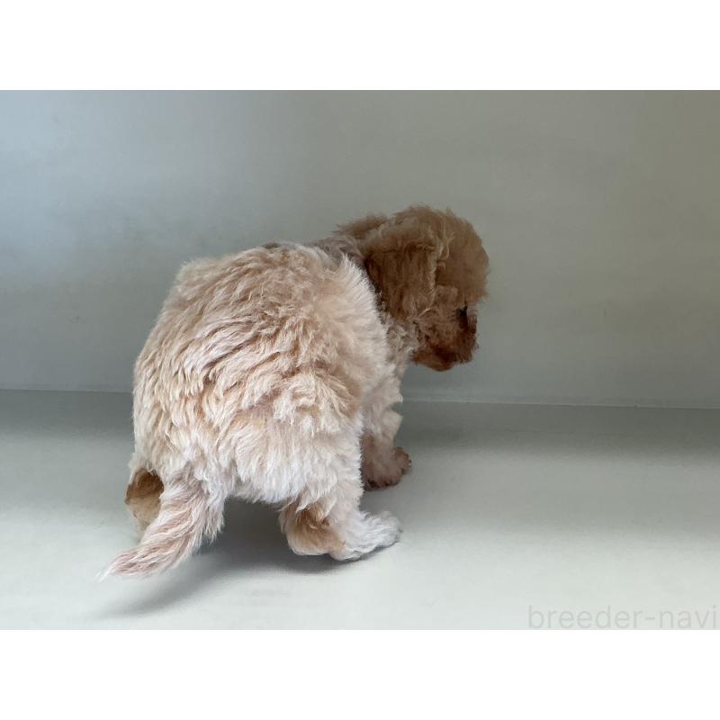 販売中の山形県のチワプー:チワワ×トイプードル-423300の5枚目