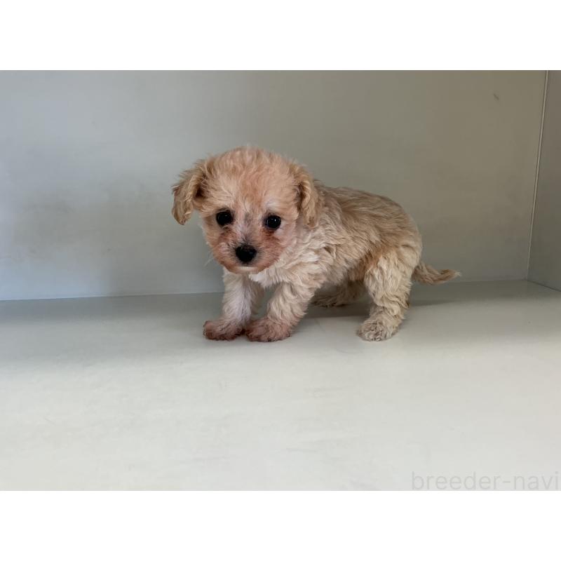 販売中の山形県のチワプー:チワワ×トイプードル-423300の4枚目