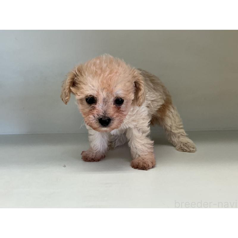 販売中の山形県のチワプー:チワワ×トイプードル-423300の3枚目