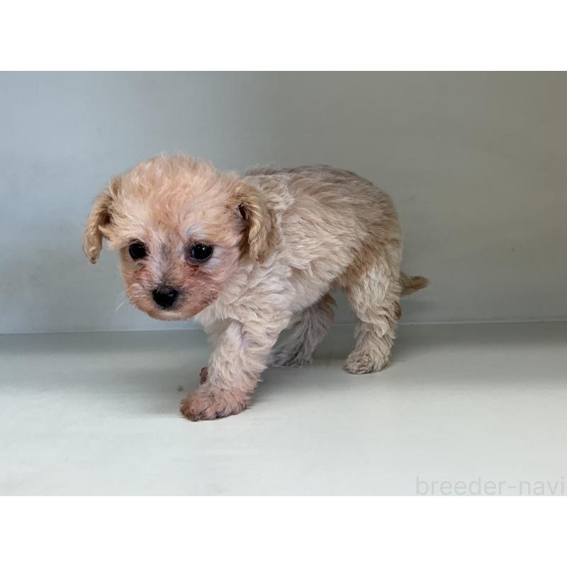 販売中の山形県のチワプー:チワワ×トイプードル-423300の2枚目