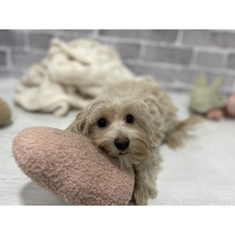 販売中の東京都のヨープー:ヨークシャーテリア×トイプードル-405504の9枚目