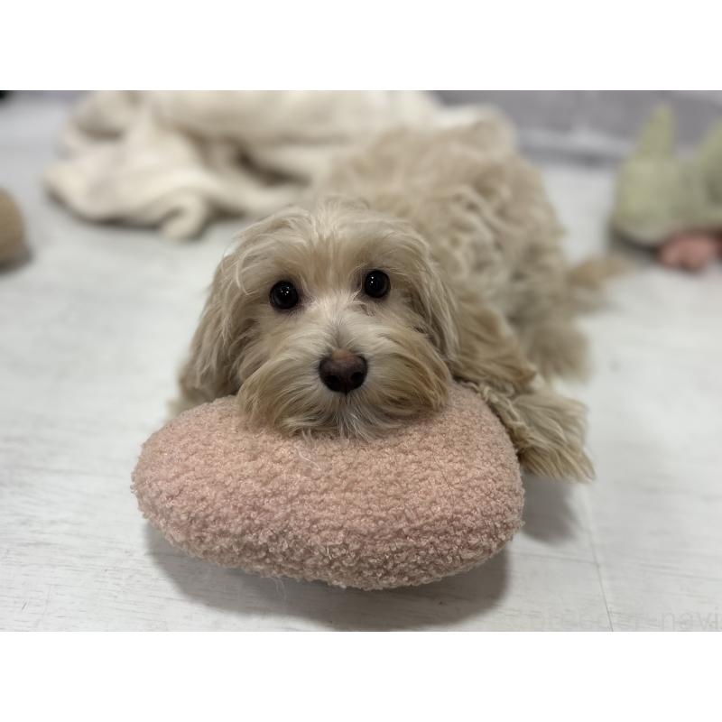 販売中の東京都のヨープー:ヨークシャーテリア×トイプードル-405504の8枚目