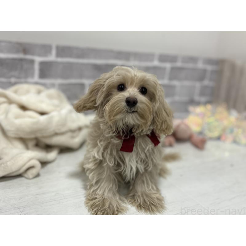販売中の東京都のヨープー:ヨークシャーテリア×トイプードル-405504の7枚目