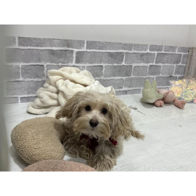 販売中の東京都のヨープー:ヨークシャーテリア×トイプードル-405504の6枚目