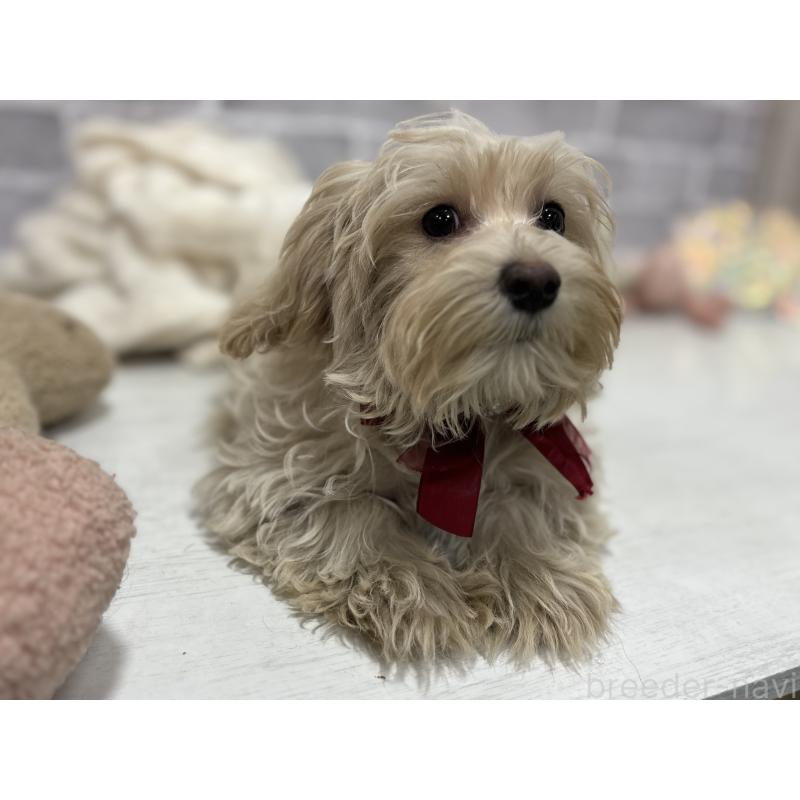 販売中の東京都のヨープー:ヨークシャーテリア×トイプードル-405504の5枚目