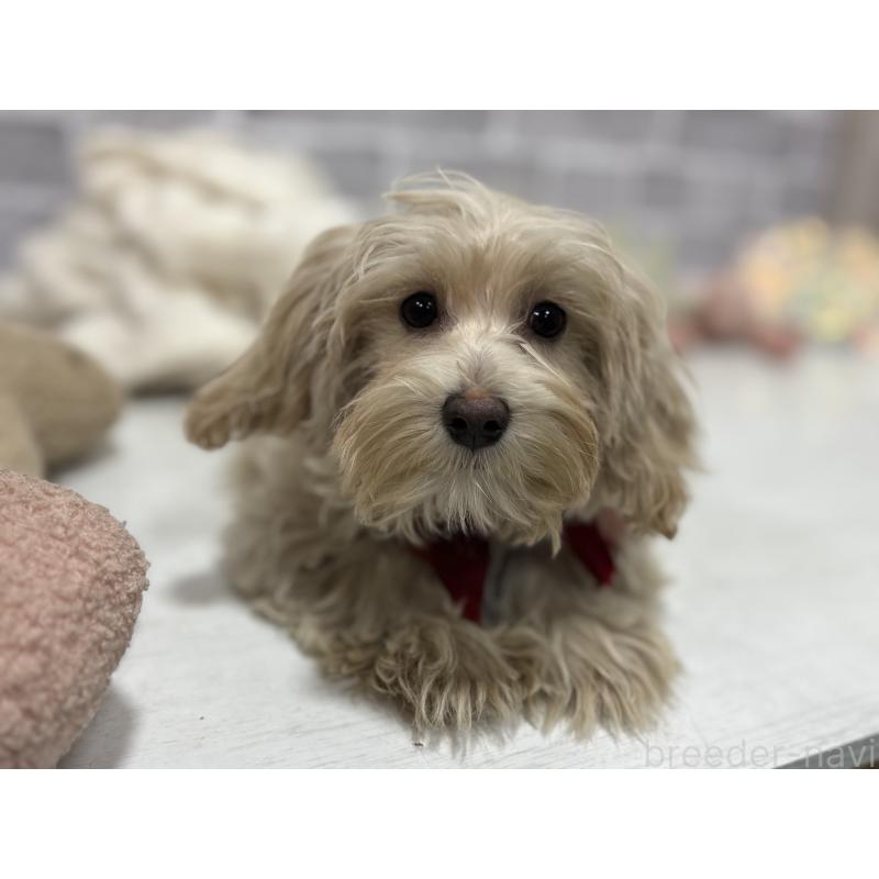 販売中の東京都のヨープー:ヨークシャーテリア×トイプードル-405504の4枚目