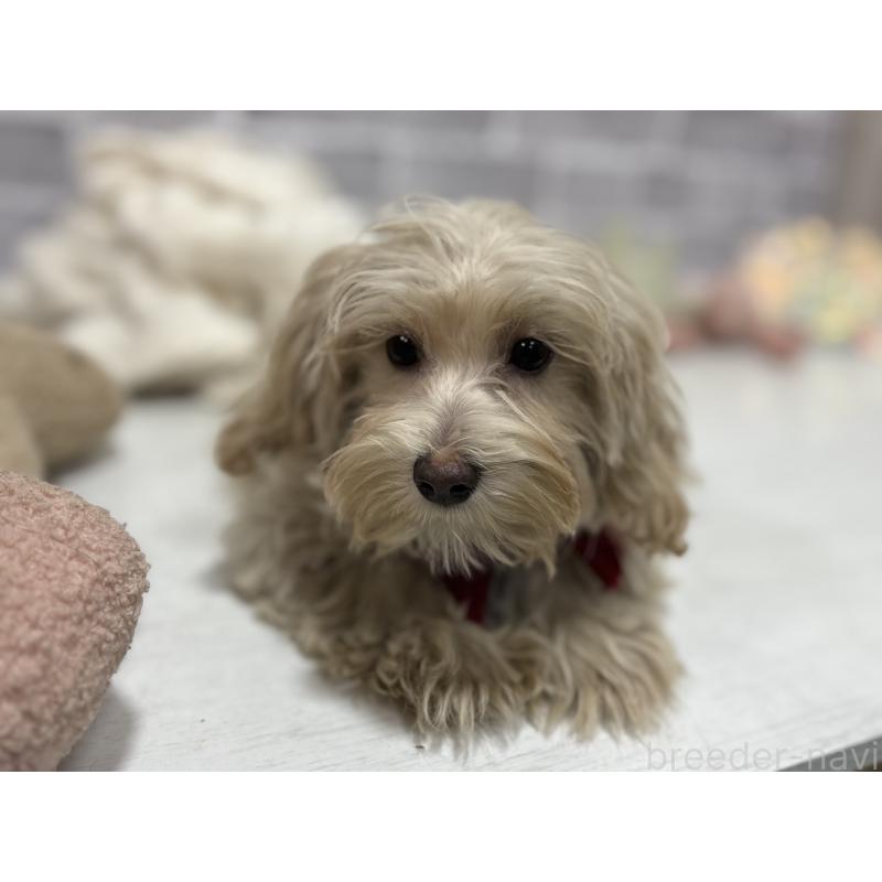 販売中の東京都のヨープー:ヨークシャーテリア×トイプードル-405504の3枚目