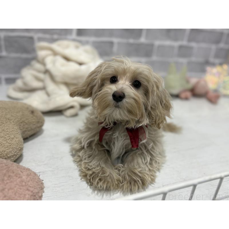 販売中の東京都のヨープー:ヨークシャーテリア×トイプードル-405504の2枚目