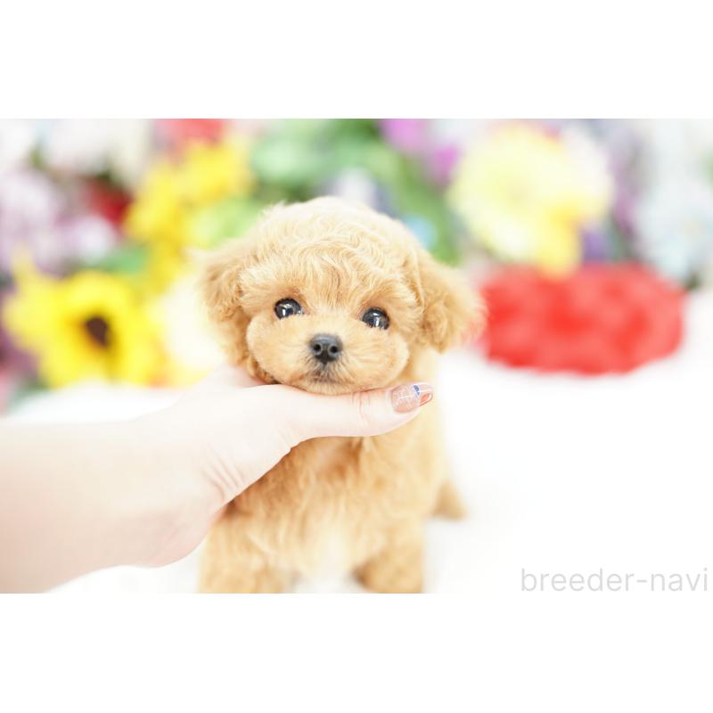 販売中の埼玉県のビションプー:ビションフリーゼ×トイプードル-426393の4枚目