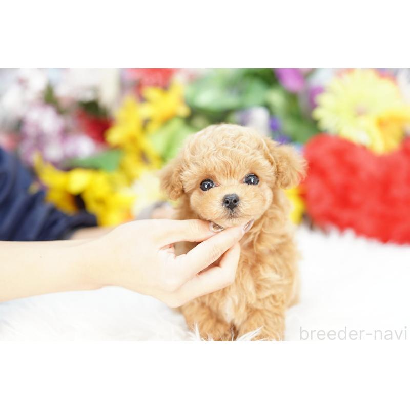 販売中の埼玉県のビションプー:ビションフリーゼ×トイプードル-426393の3枚目