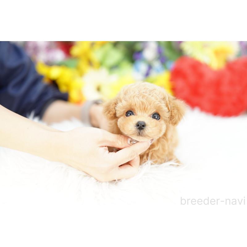 販売中の埼玉県のビションプー:ビションフリーゼ×トイプードル-426393の2枚目