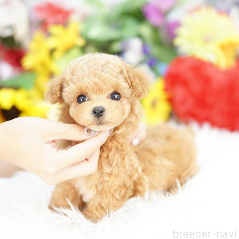 販売中の埼玉県のビションプー:ビションフリーゼ×トイプードル-426393