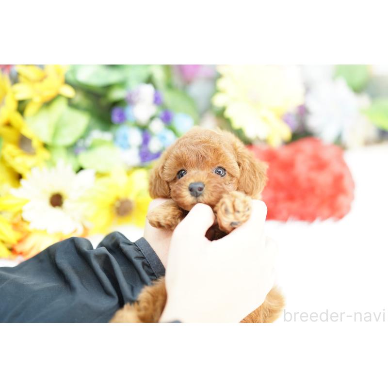 販売中の埼玉県のトイプードル-426394の3枚目