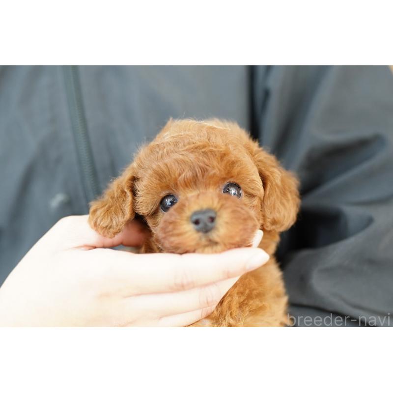 販売中の埼玉県のトイプードル-426394の2枚目