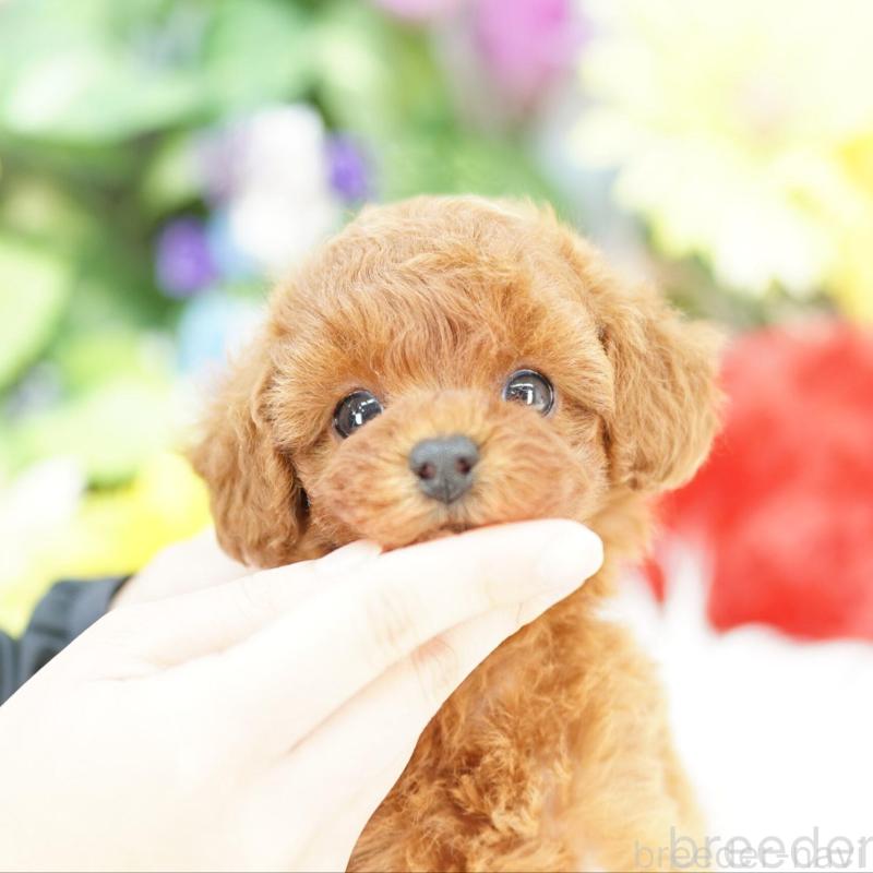 販売中の埼玉県のトイプードル-426394