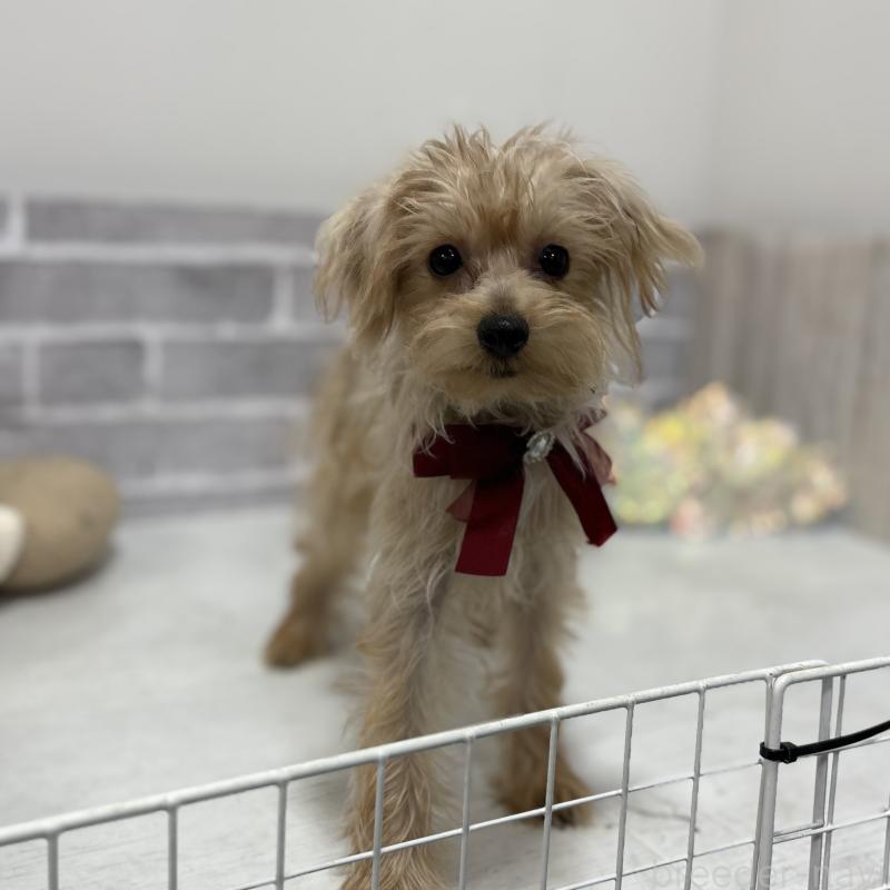 販売中の東京都のミックス犬-394134の2枚目