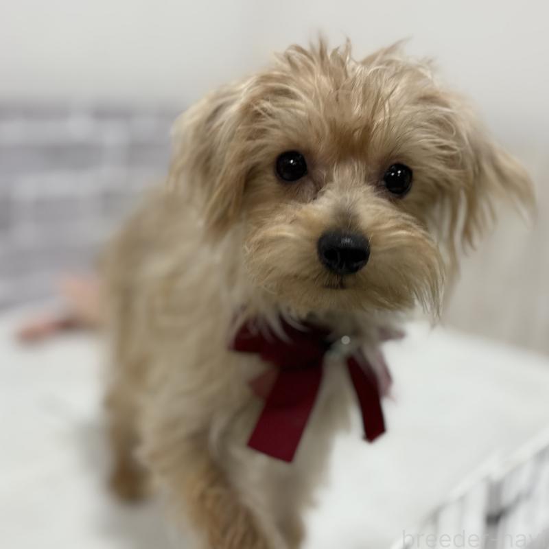 販売中の東京都のミックス犬-394134