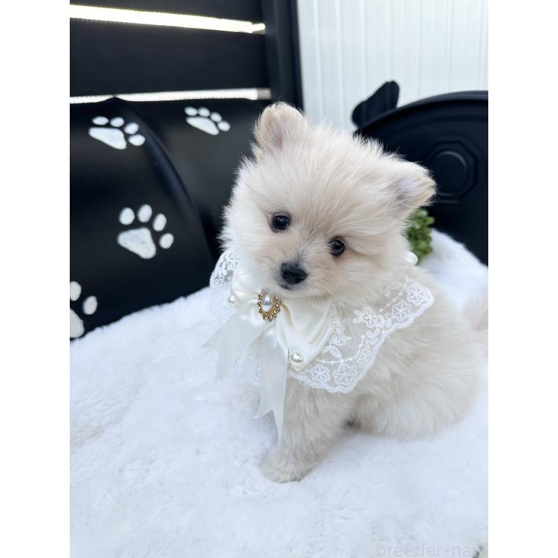 販売中ののポメラニアン-419059