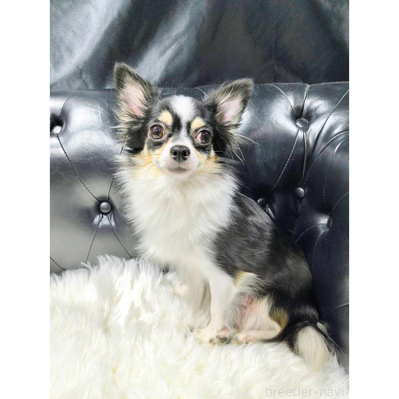 販売中の愛知県のチワワ(ロングコート)-426396の3枚目