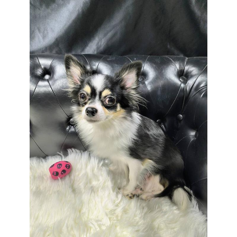 販売中の愛知県のチワワ(ロングコート)-426396の2枚目