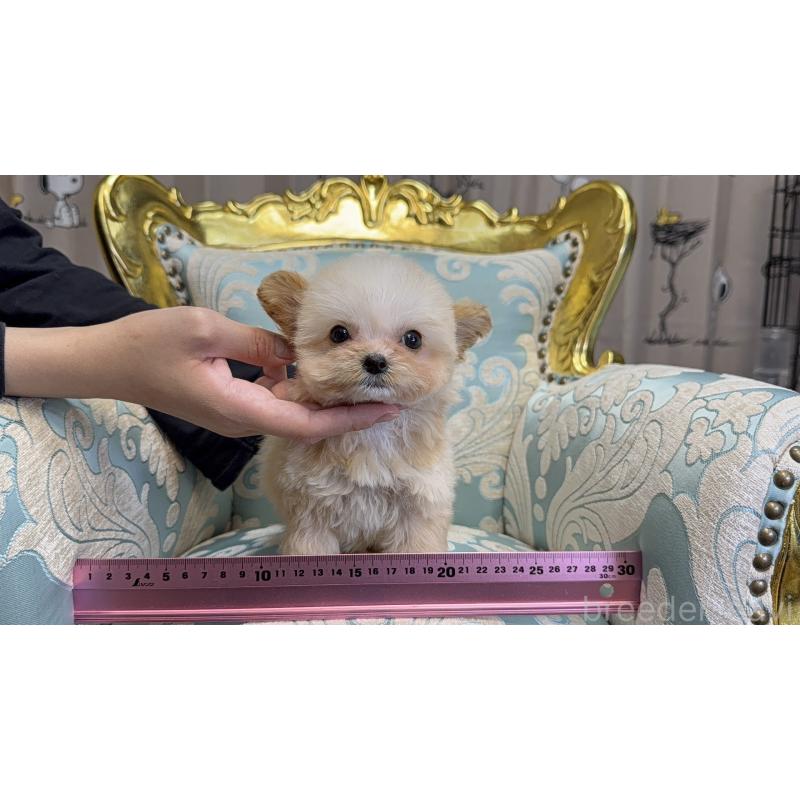 成約済の新潟県のチワプー:チワワ×トイプードル-423599の7枚目