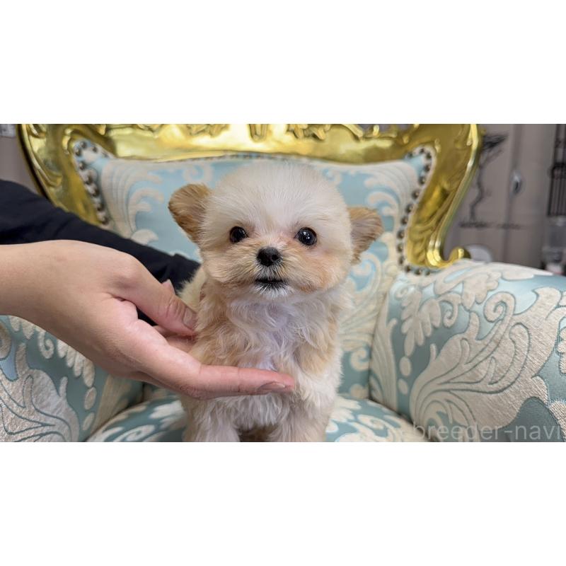 成約済の新潟県のチワプー:チワワ×トイプードル-423599の5枚目