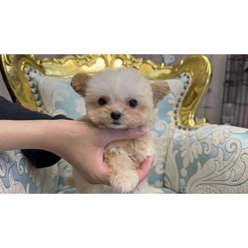 成約済の新潟県のチワプー:チワワ×トイプードル-423599の6枚目