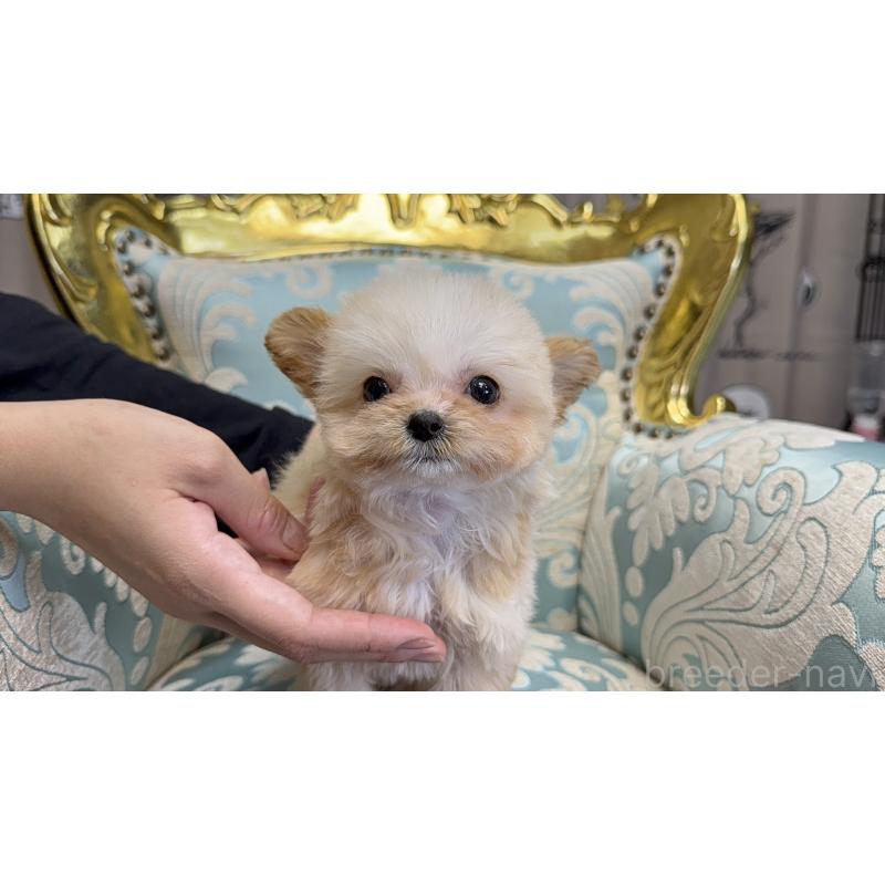 成約済の新潟県のチワプー:チワワ×トイプードル-423599の4枚目