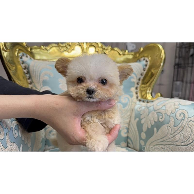 成約済の新潟県のチワプー:チワワ×トイプードル-423599の3枚目