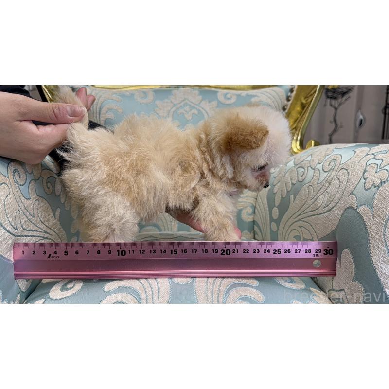 成約済の新潟県のチワプー:チワワ×トイプードル-423599の2枚目