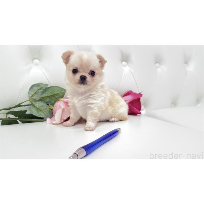 販売中の埼玉県のチワワ(ロングコート)-422972