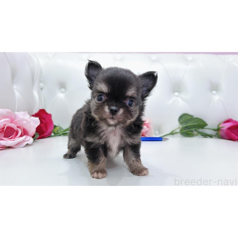 販売中の埼玉県のチワワ(ロングコート)-422974