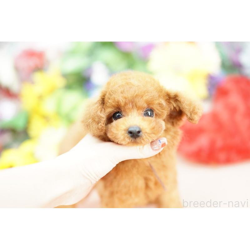 販売中の埼玉県のトイプードル-426395の5枚目