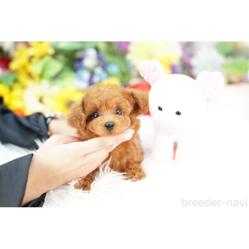 販売中の埼玉県のトイプードル-426395の4枚目