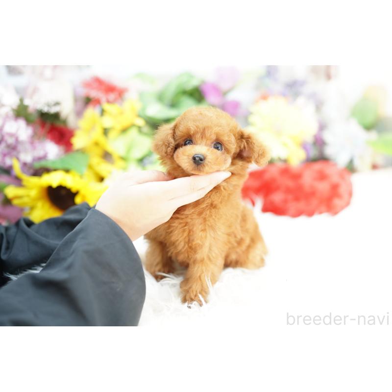 販売中の埼玉県のトイプードル-426395の3枚目