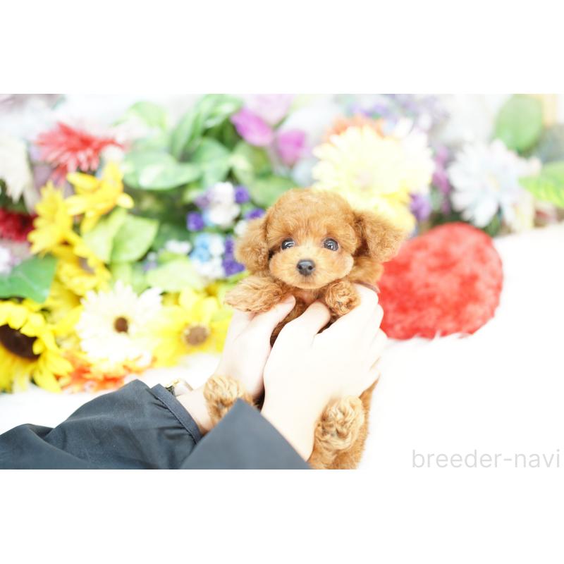 販売中の埼玉県のトイプードル-426395の2枚目