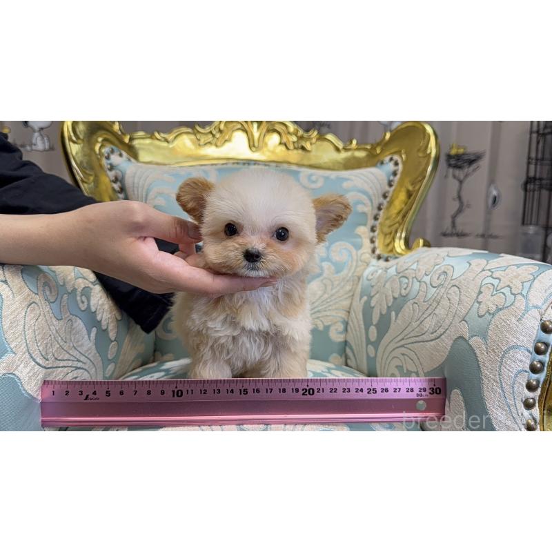 成約済の東京都のチワプー:チワワ×トイプードル-423600の8枚目