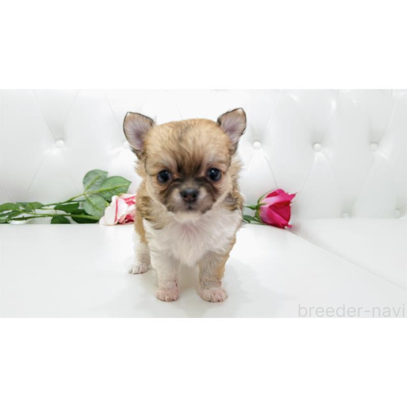 販売中の埼玉県のチワワ(ロングコート)-422976