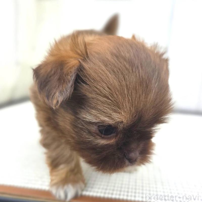 成約済の茨城県のチワズー:チワワ×シーズー-423712の26枚目