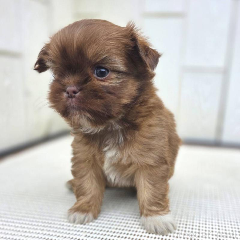 成約済の茨城県のチワズー:チワワ×シーズー-423712の25枚目